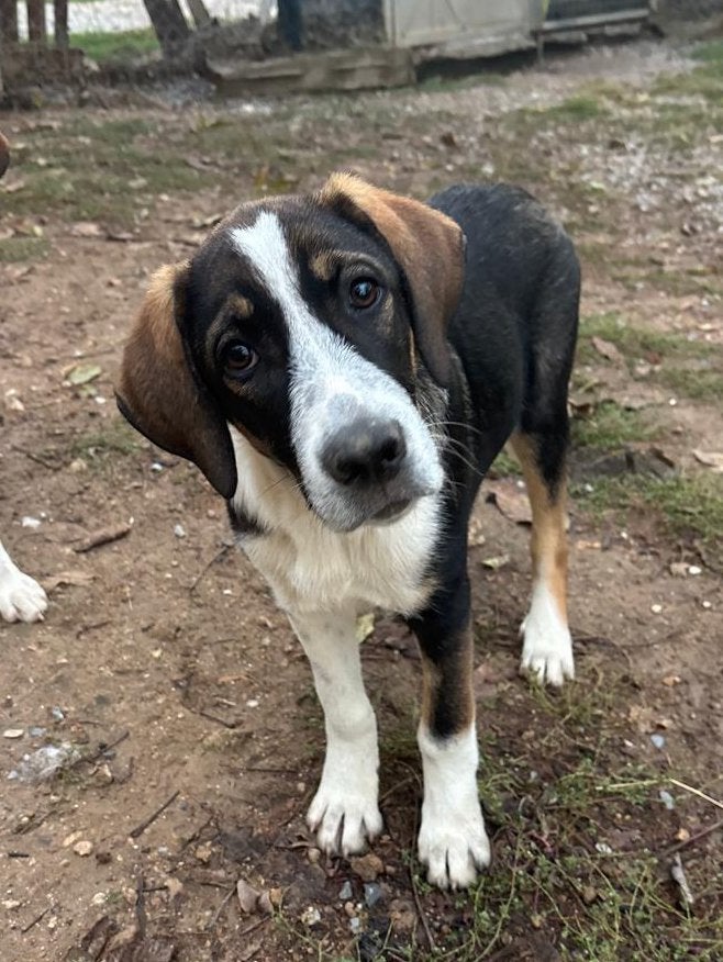 Marty – lieve, speelse puppy zoekt zijn eigen thuis, Particulier, Reu, 8 tot 15 weken, Buitenland