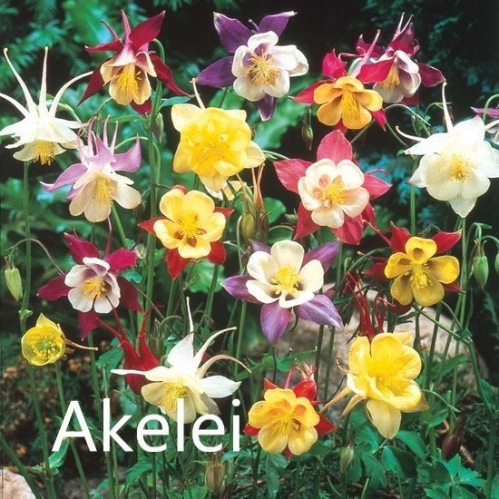Akelei, Volle zon, Tweejarig, Lente, Ophalen