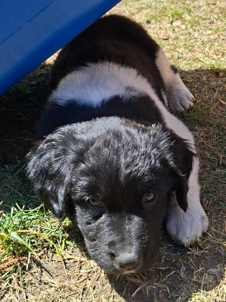 Friese Stabij puppy's, Overige rassen, 8 tot 15 weken, Meerdere, Meerdere dieren