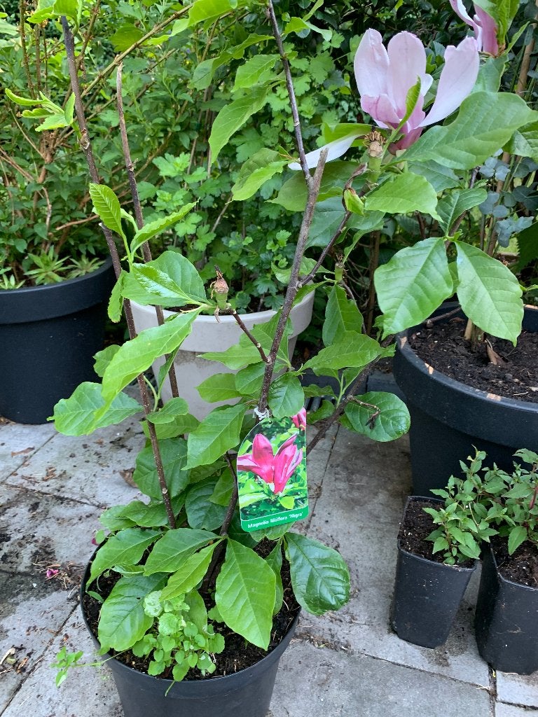 Magnolia boompje, Tuin en Terras, Planten | Bomen, Overige soorten, Lente, Minder dan 100 cm, Ophalen