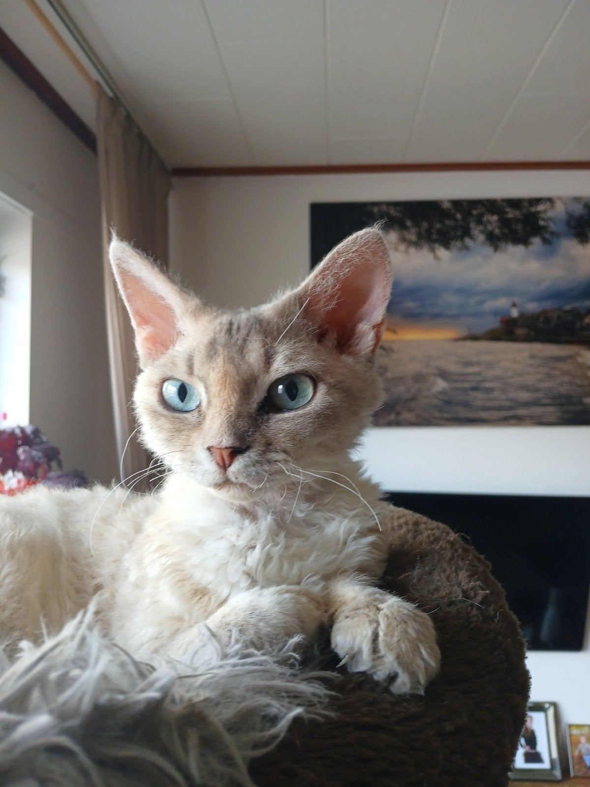 Cornix Rex poes=gereserveerd, Dieren en Toebehoren, Katten en Kittens | Raskatten | Korthaar, Poes, Met stamboom, 0 tot 2 jaar