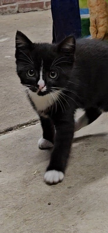 kittens