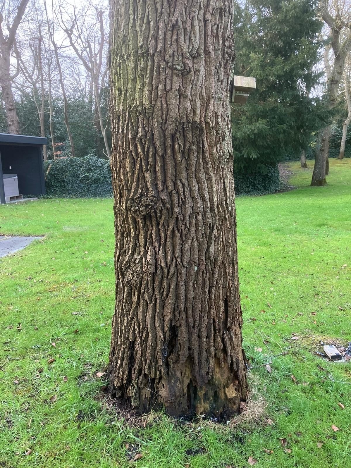 Te koop gevraagd: EIKEN Boomstammen, Tuin en Terras, 6 m³ of meer, Ophalen of Verzenden, Overige houtsoorten, Stammen