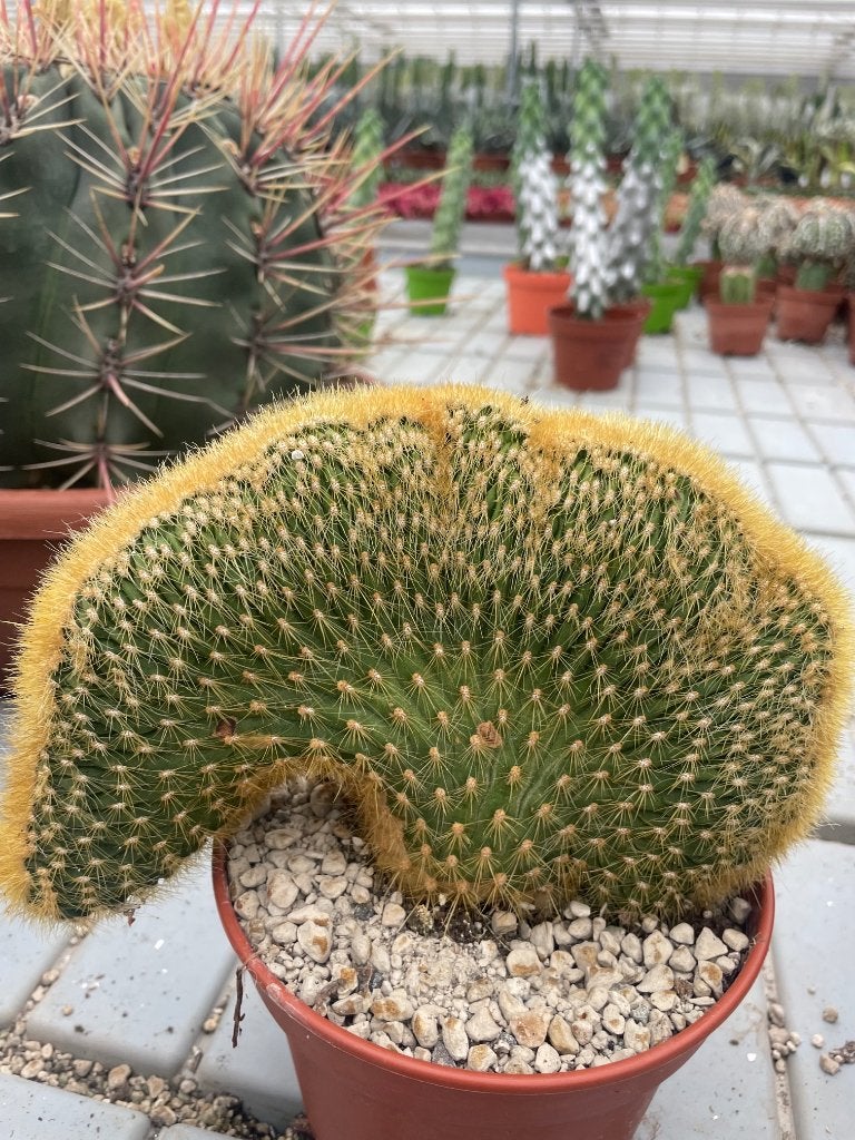 Cactus ( Espotoa)Vatricania Guenterii Cristaat Oost Bolivia., Ophalen of Verzenden, Minder dan 100 cm, Bloeiende kamerplant, Volle zon