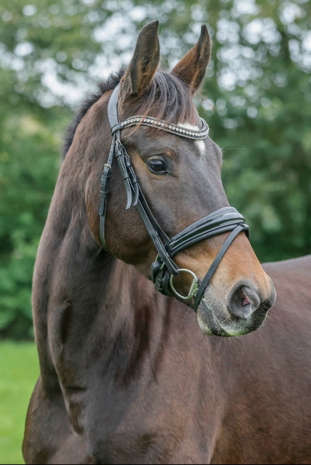 Lieve 5 jarige merrie te koop, Dieren en Toebehoren, Merrie, Met stamboom, Dressuurpaard, 3 tot 6 jaar