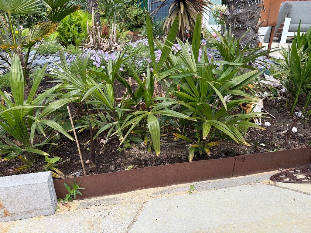 Trachycarpus Fortunei Zaailingen - Winterharde Palm, Tuin en Terras, Planten | Bomen, Ophalen