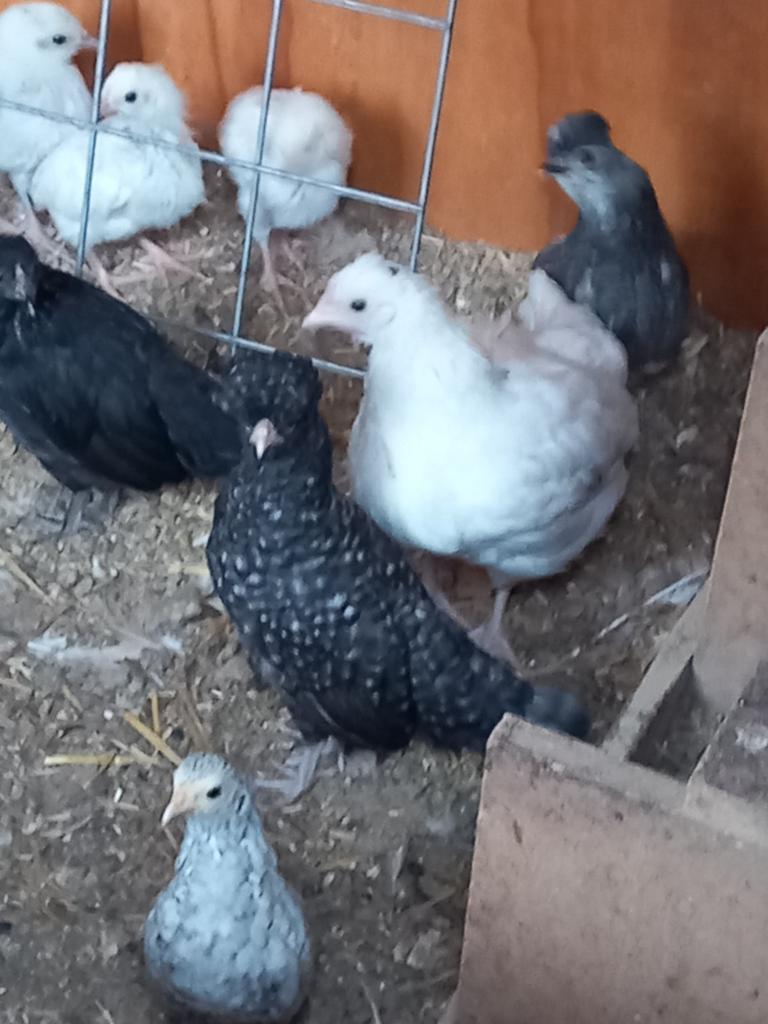 Cochin wyandot kuifhoen mix kriel, Geslacht onbekend, Kip