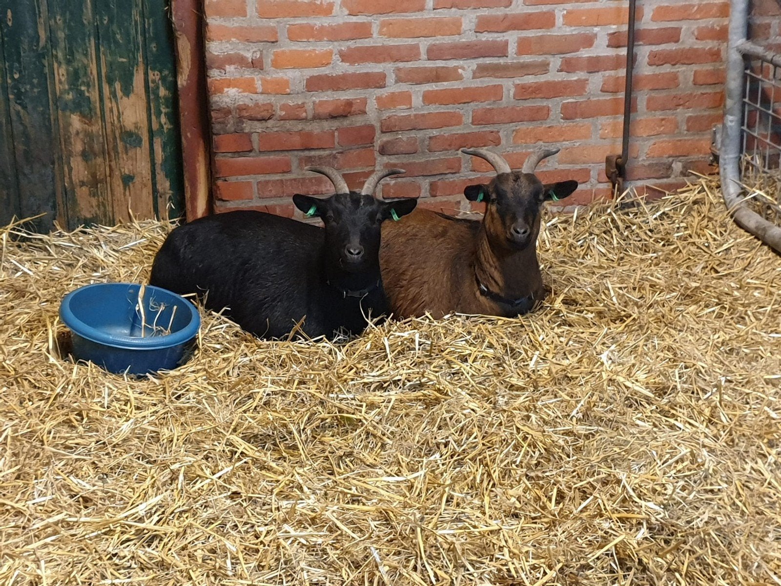 twee mooie dwerggeit, Dieren en Toebehoren