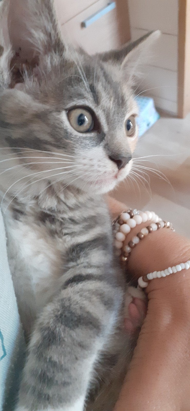 Mooie lieve kruising ragdoll kitten, Poes, Kortharig, 0 tot 2 jaar