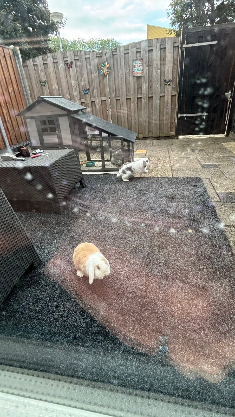 Wie wilt deze schatjes, Meerdere dieren, Dwerg