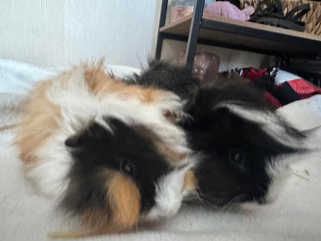 Jonge Langharige punk cavia s, Dieren en Toebehoren, Knaagdieren, Maart, Meerdere dieren, Cavia