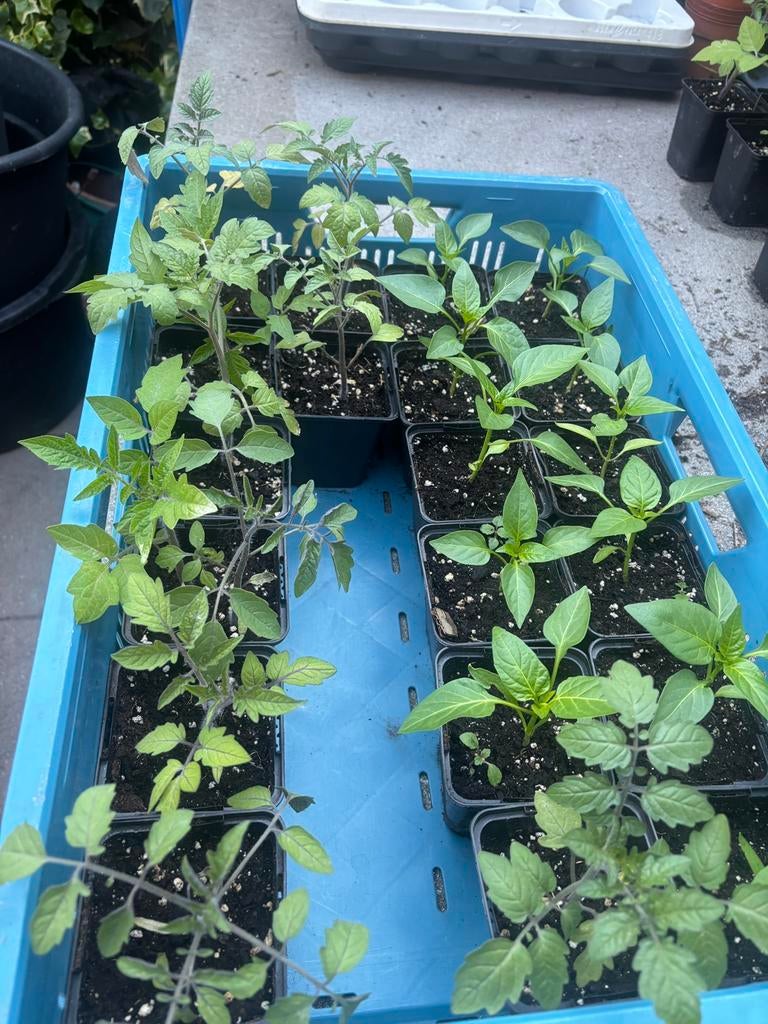 Peperplantjes, Ophalen of Verzenden, Eenjarig, Overige soorten, Volle zon