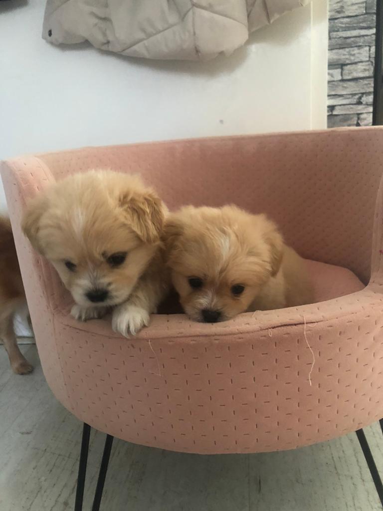 Mooie puppy’s, Dieren en Toebehoren, Honden | Niet-rashonden, HCC (leverziekte), 8 tot 15 weken, Meerdere, Meerdere dieren