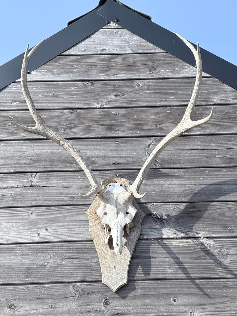 Mooi Herten Gewei op Houten Schild, Ophalen, Gebruikt, Hert, Gewei of Kop