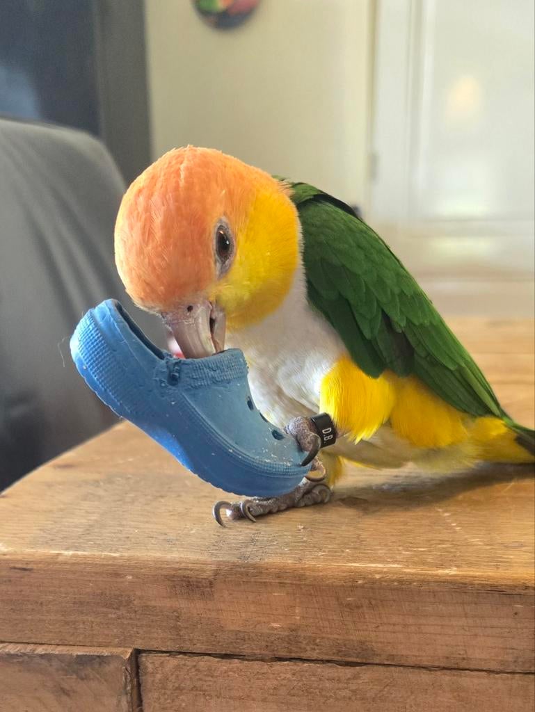 Zeer lieve tamme roestkop Caique mannetje, Dieren en Toebehoren, Papegaai