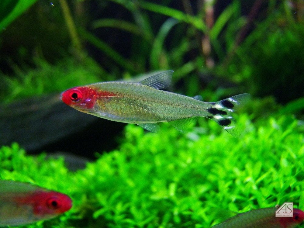 Roodkopzalm - Hemigrammus Rhodostomus - Locatie Bilzen BE, Dieren en Toebehoren, Vis, Zoetwatervis, Schoolvis