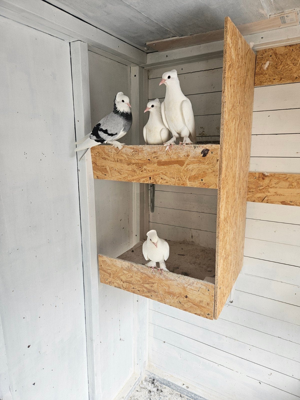 Koppel takla, Dieren en Toebehoren, Vogels | Duiven, Meerdere dieren, Overige soorten