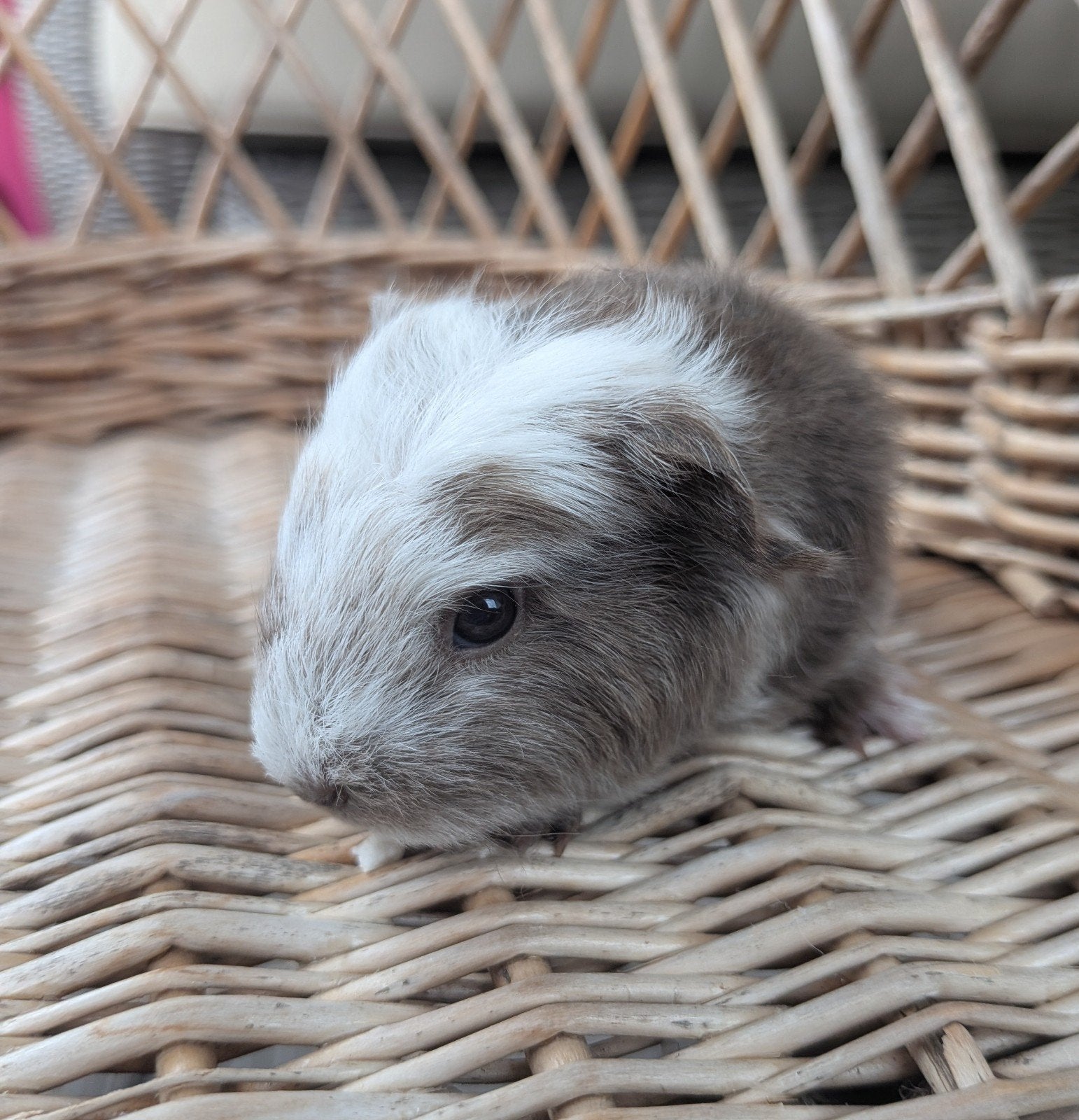 Prachtige ch Teddy baby cavia's, Dieren en Toebehoren, Knaagdieren, Cavia, Juli, Vrouwelijk, Tam