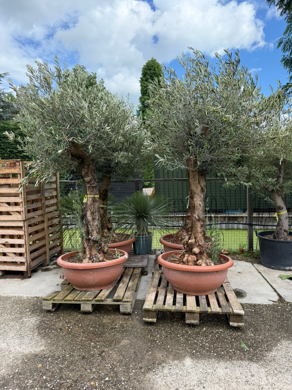 Nieuw olijfbomen op schaal mooie rustieke bomen mooi gelijk, 100 tot 250 cm, Olijfboom, Zomer, Ophalen