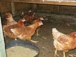 BRUINE BARNEVELDERS  EN  WITTE LEGHORN KIPPEN, Dieren en Toebehoren, Vrouwelijk, Kip