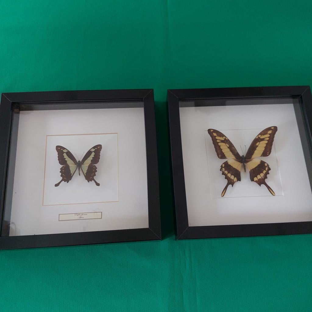 2x schilderij met vlinders, Ophalen, Insect, Opgezet dier