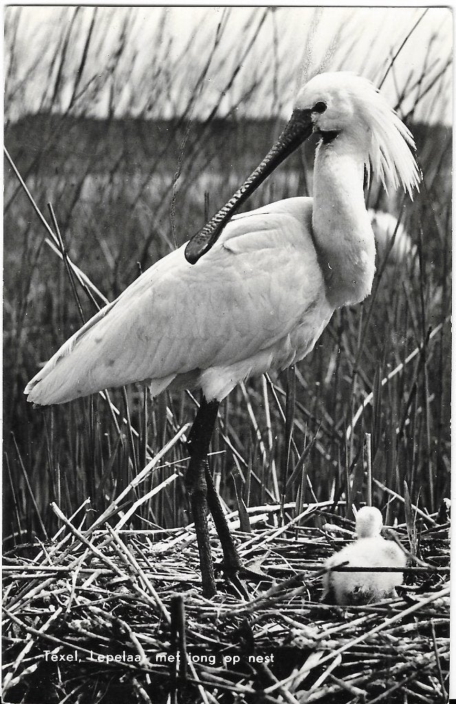 Texel, Lepelaar met jong op nest, vogel, Verzenden, 1960 tot 1980, Gelopen, Waddeneilanden