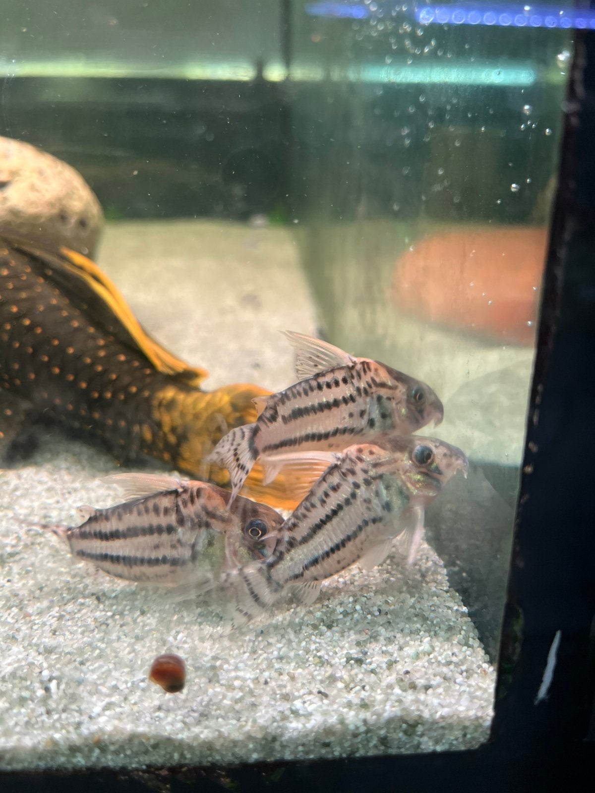 Corydoras schwartzi high fin, Vis