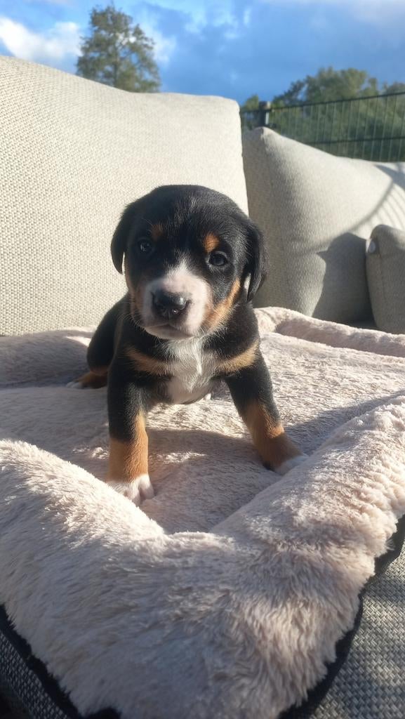 Prachtige Grote Zwitserse Sennenpups Stamboom, Dieren en Toebehoren, Honden | Bulldogs, Pinschers en Molossers, Meerdere, Meerdere dieren