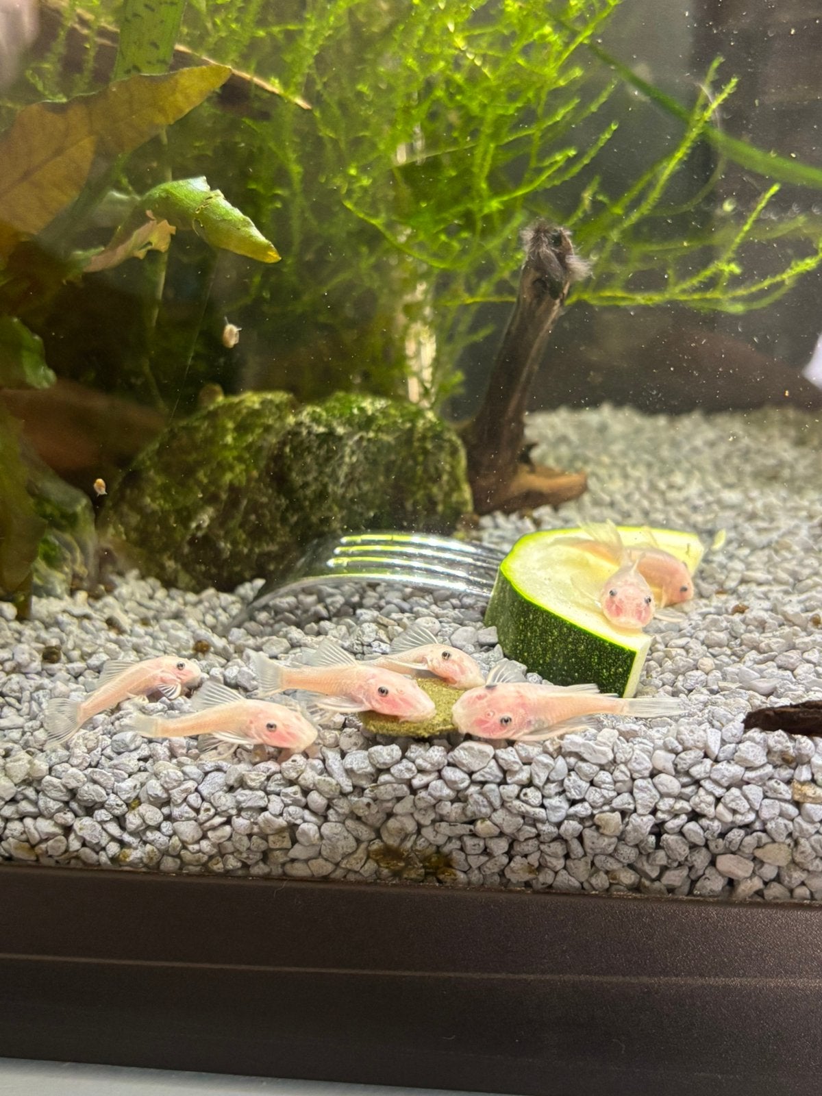 Ancistrus snow white, Dieren en Toebehoren, Vis, Zoetwatervis, Schoolvis