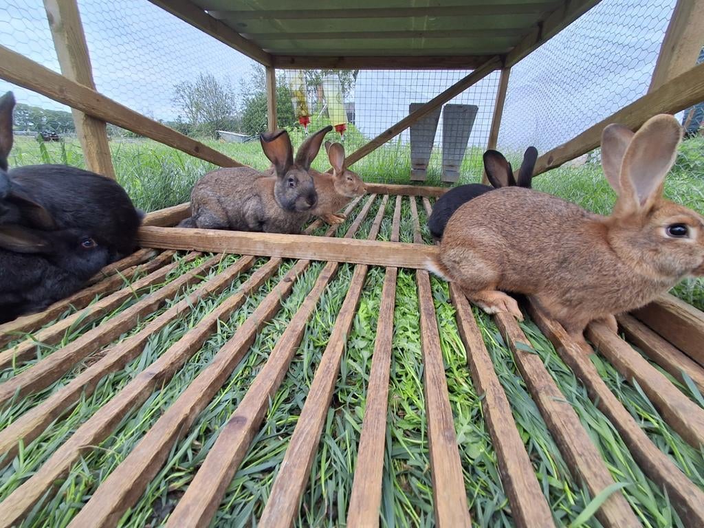 Jonge konijn Lotharinger, Maart, Meerdere dieren, Overige typen