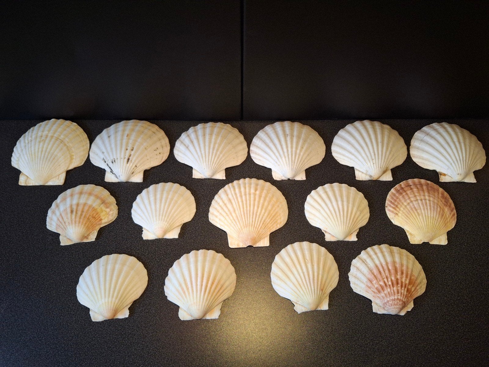 Mooie schelpen voor decoratie of knutselprojecten, Ophalen of Verzenden, Gebruikt