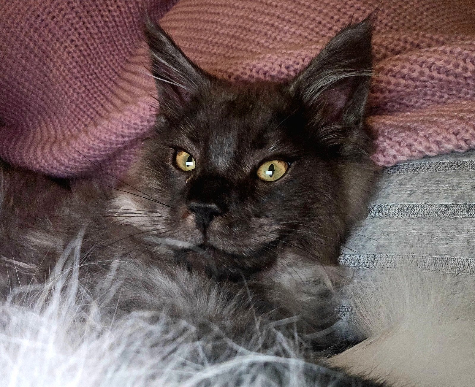 XXL Maine Coon Rus DEKKATER SilverSmoke GetestVriendelykReus, Dieren en Toebehoren, 6 jaar of ouder