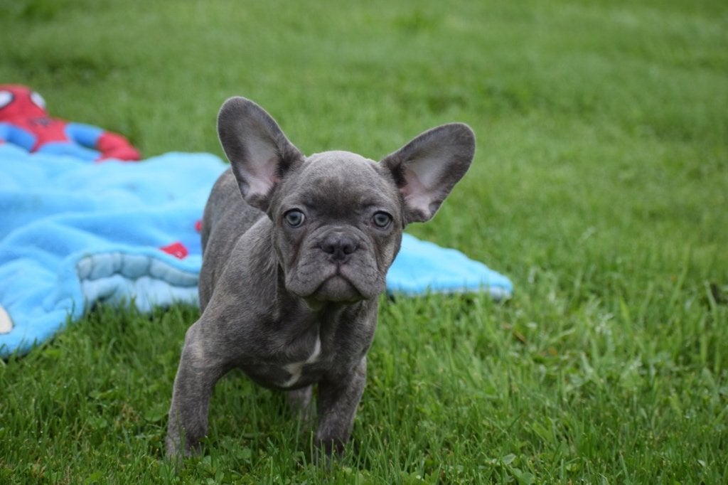Franse bulldog pups, Dieren en Toebehoren, 8 tot 15 weken, Buitenland, Parvo, Bulldog