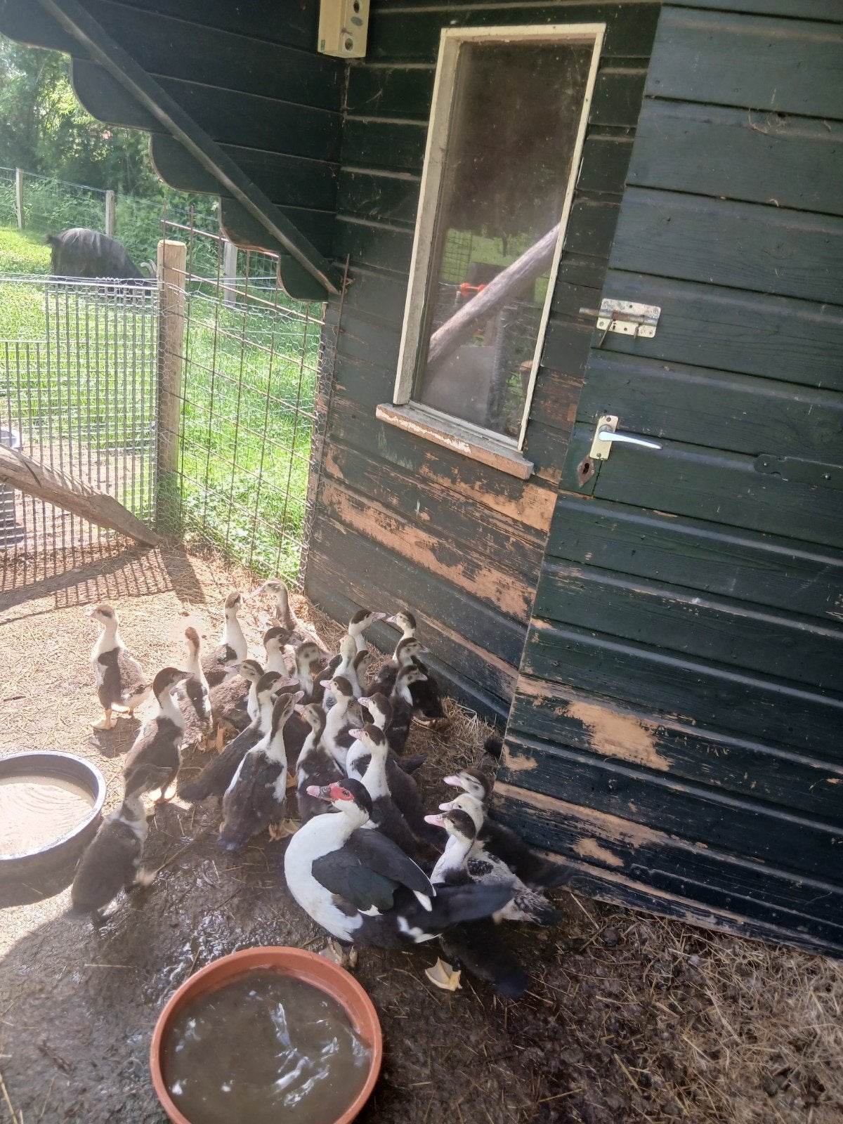 Muskuseenden volwassen en kuikens, Dieren en Toebehoren