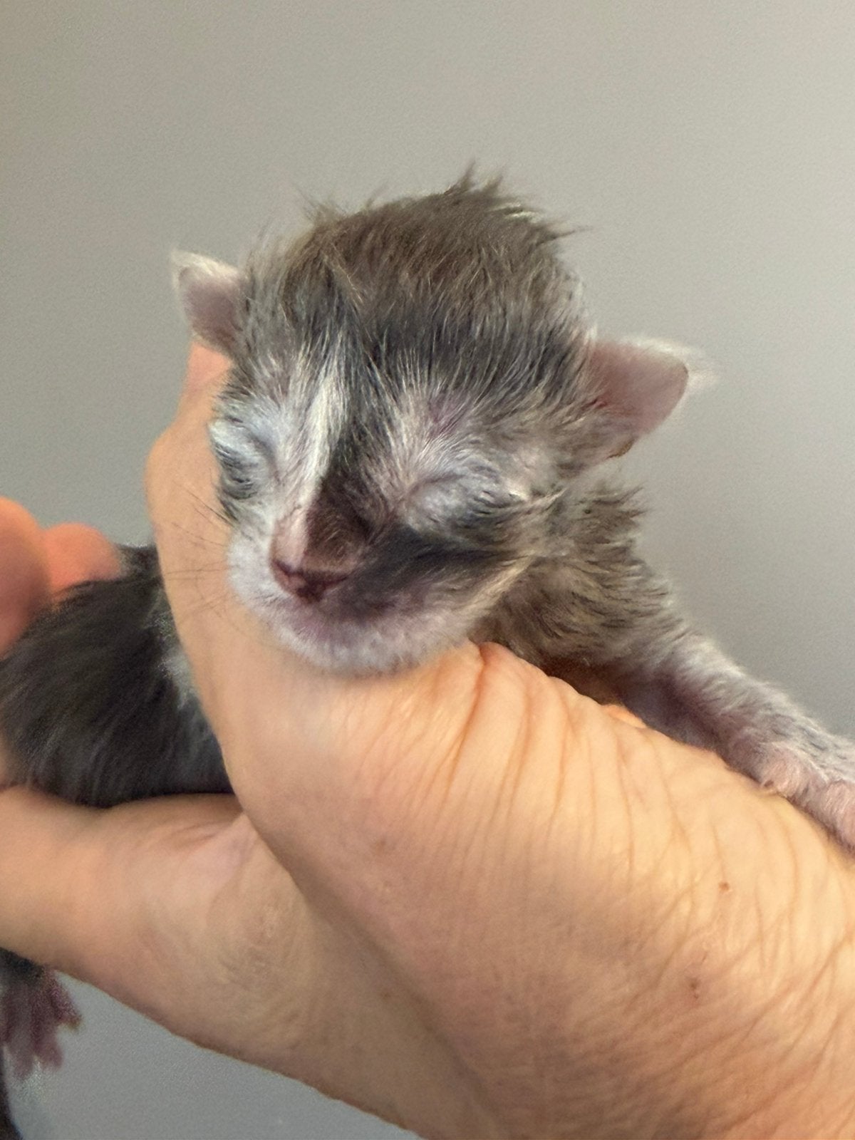 Maine Coon kittens uit geteste lijnen, Dieren en Toebehoren, Meerdere dieren, Met stamboom, 0 tot 2 jaar
