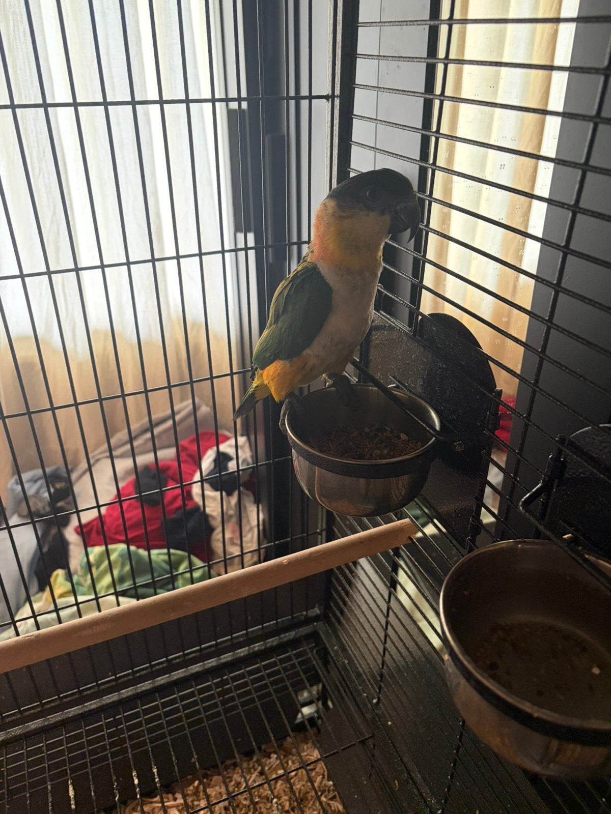 Zwarte kop caique papegaai, Dieren en Toebehoren, Vogels | Parkieten en Papegaaien, Mannelijk, Papegaai, Geringd
