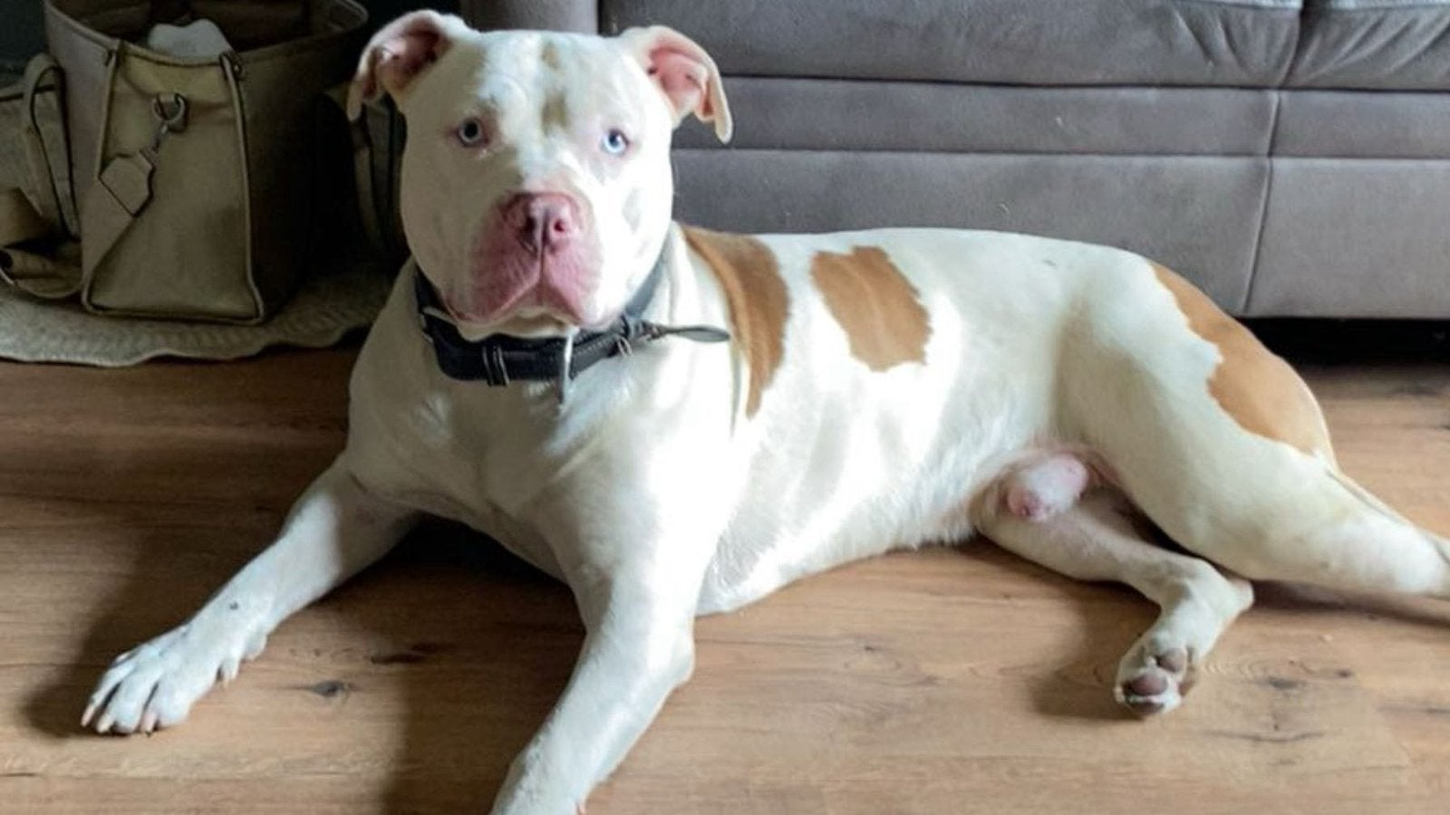 Ice zoekt een ervaren nieuw thuis, Dieren en Toebehoren, Honden | Bulldogs, Pinschers en Molossers, Reu, Bulldog, Particulier