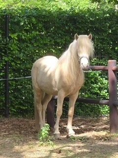 Drie jonge IJslander ruinen, Dieren en Toebehoren, Paarden, Minder dan 160 cm, Met stamboom, Ruin, 3 tot 6 jaar