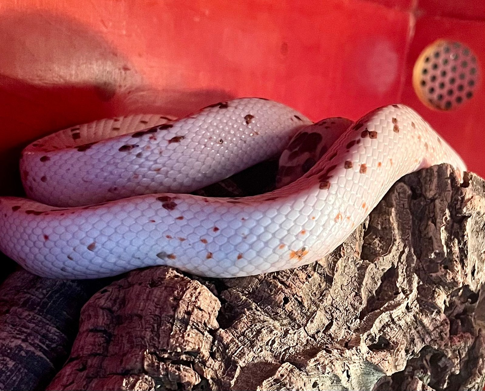 1.1 guttatus caramel / palmetto, Slang, 3 tot 6 jaar