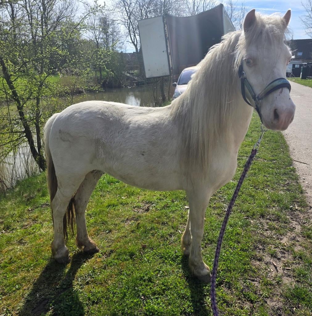 Laatste kans voor deze prijs!, Dieren en Toebehoren, Pony's, Merrie, Gechipt, Ontwormd