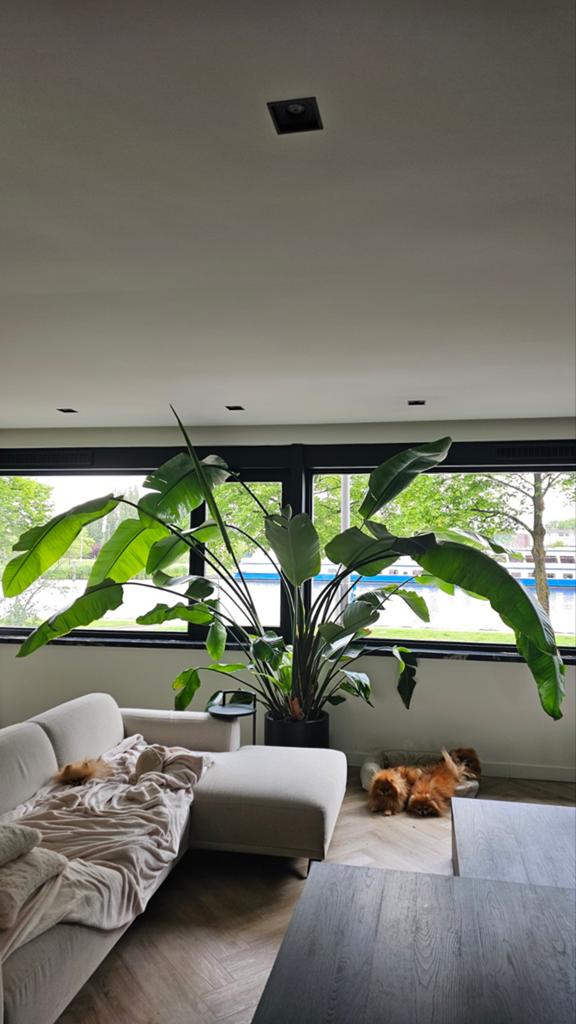 Grote Strelitzia Nicolai - Paradijsvogelplant, 200 cm of meer, Overige soorten, Ophalen of Verzenden, In pot