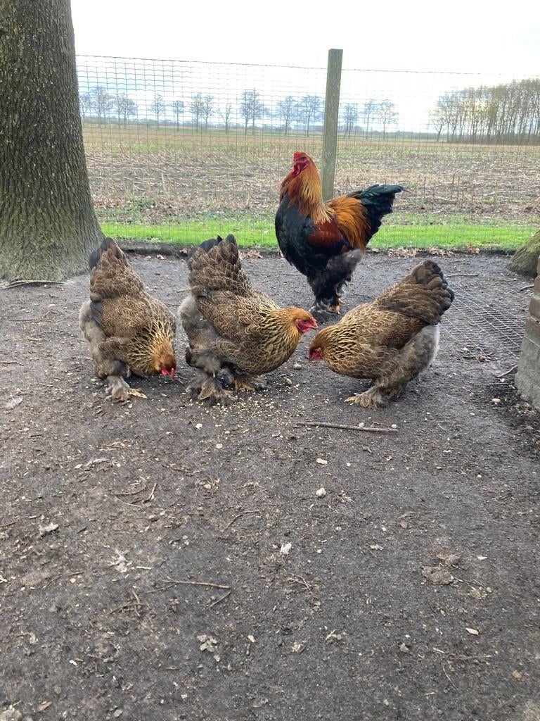 Brahma broedeieren, Dieren en Toebehoren, Pluimvee, Geslacht onbekend, Kip