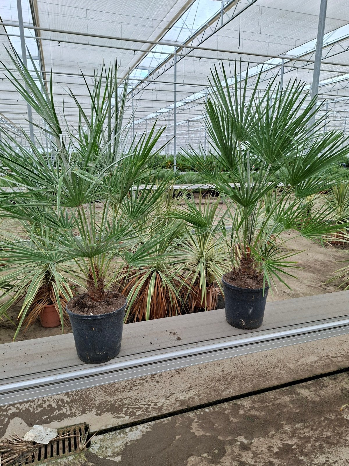 Chamaerops Humulis 1.10 mtr, Tuin en Terras, Ophalen, Zomer, Volle zon, Palmboom