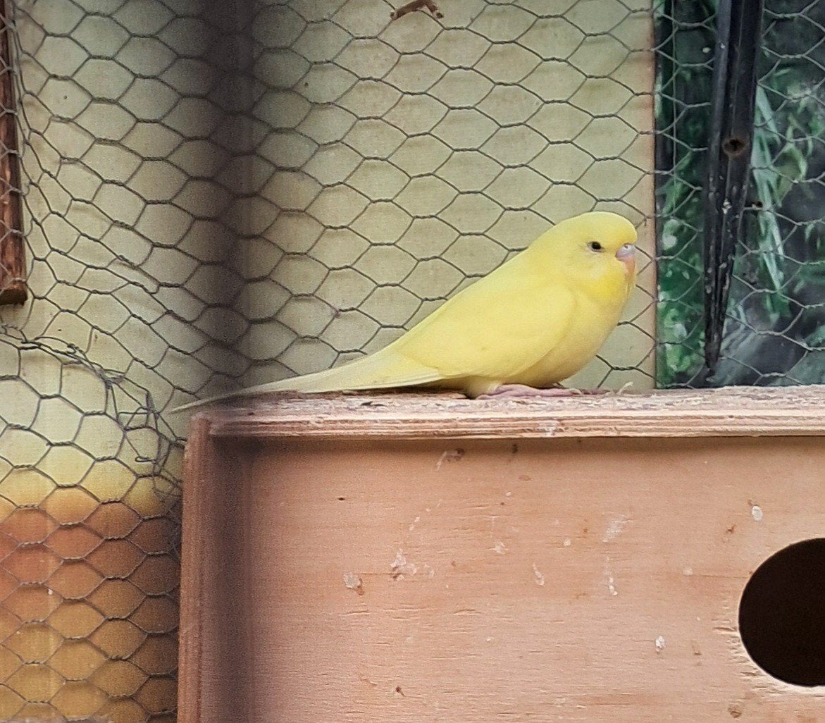 Tekoop div jonge grasparkieten, Dieren en Toebehoren, Meerdere dieren, Parkiet