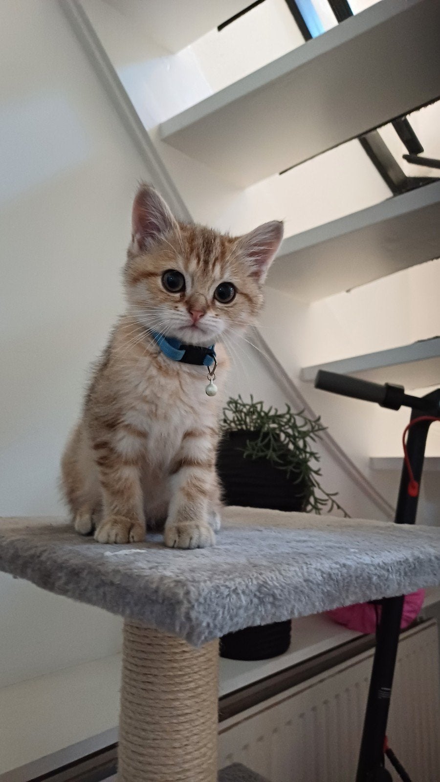 Britse kort haar kitten, Kater