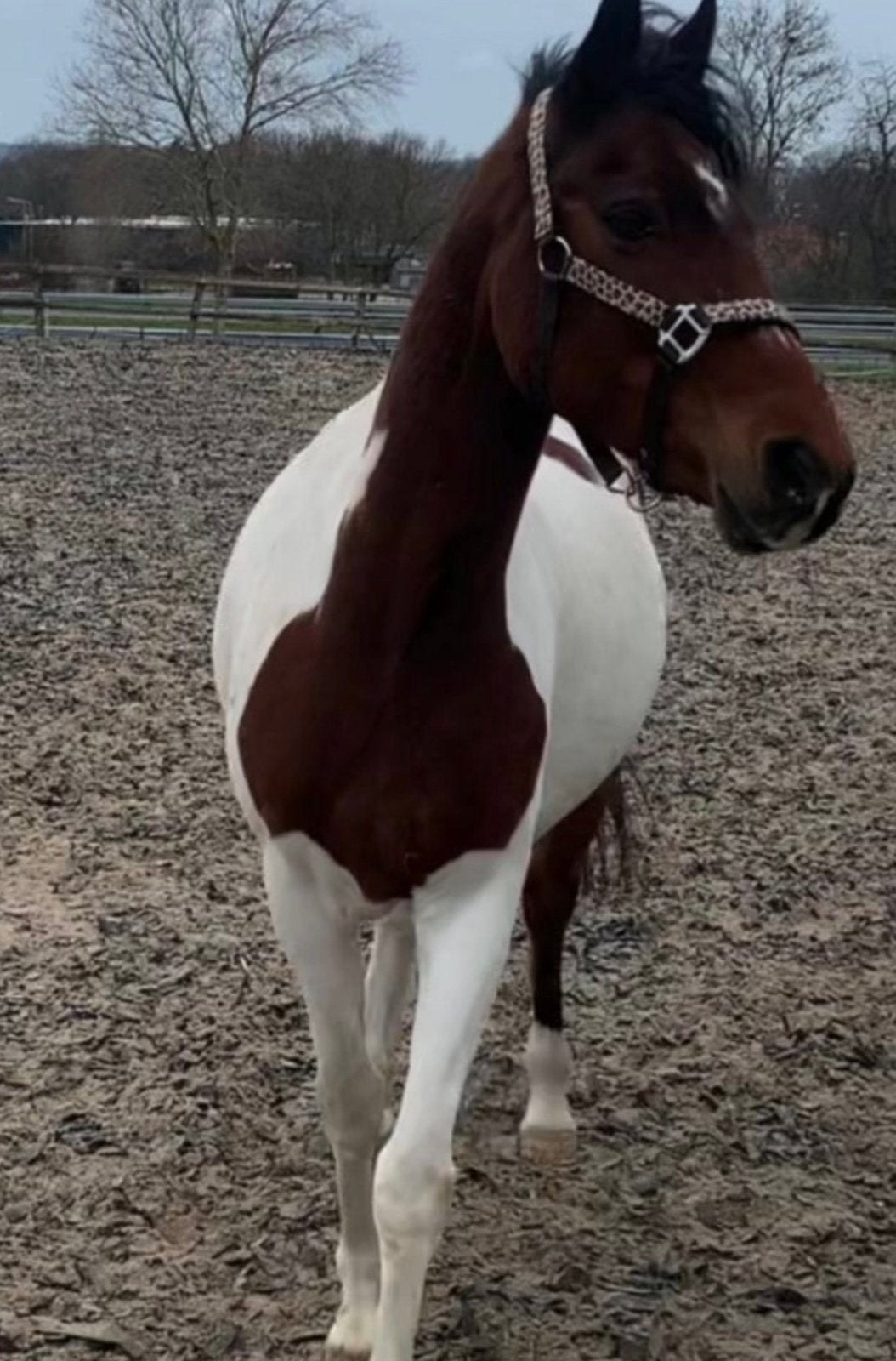 Goed tehuis gezocht, Dieren en Toebehoren, 11 jaar of ouder, Merrie, E pony (1.48m - 1.57m), Ingeënt