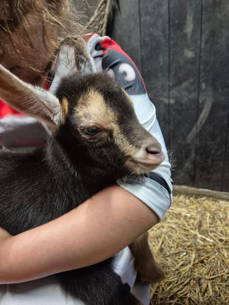 Drieling te koop, Dieren en Toebehoren, Schapen, Geiten en Varkens, Meerdere dieren, Geit, 0 tot 2 jaar