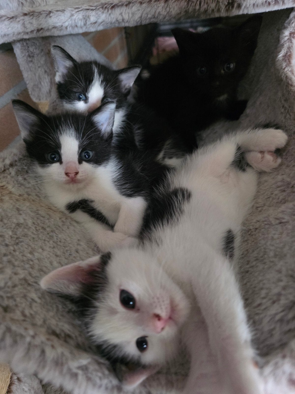 Super lieve mooie Europese korthaar kittens!, Meerdere dieren