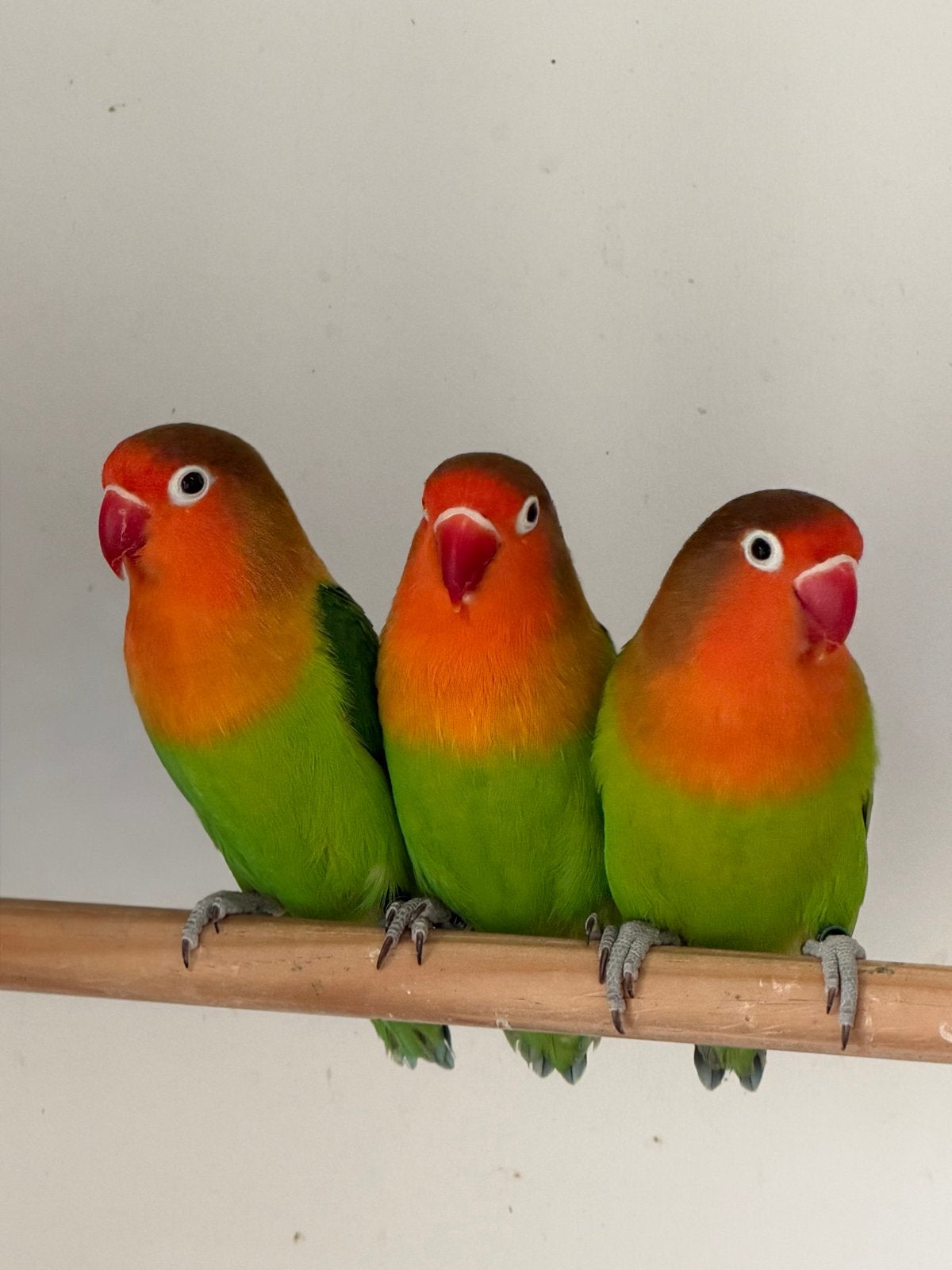 Agapornis Fischeri met DNA certificaat, Dieren en Toebehoren, Meerdere dieren, Dwergpapegaai of Agapornis