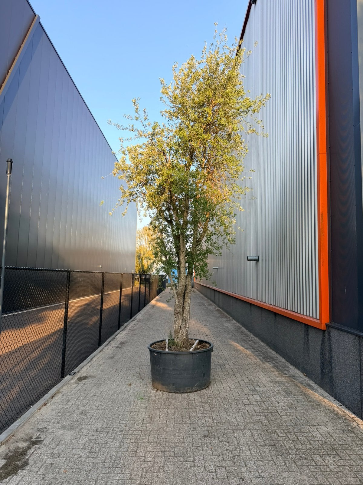 Onwijs mooie meerstammige kurkeik, Tuin en Terras, 100 tot 250 cm, Zomer, Palmboom, Ophalen
